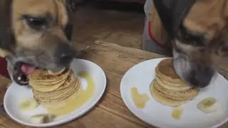 l ZAP l 🔥BIG Dogs EATING Pancakes🔥 (20 s !!!!!!!)