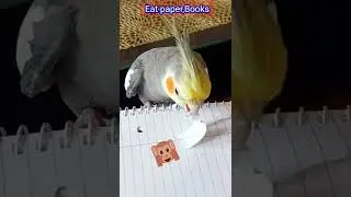 When Mummy blames Me😜🦜🙉#shorts