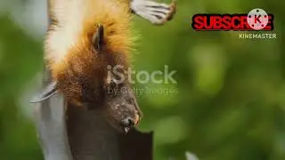 What you don't know about FRUITBATS #facts #animals