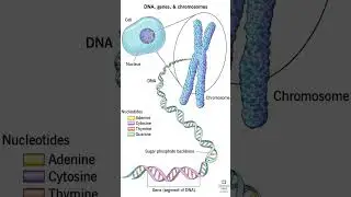 #Biology#Genetics#DNA#Chromosome#Gene#ScienceEducation#BiologyForBeginners#MolecularBiology