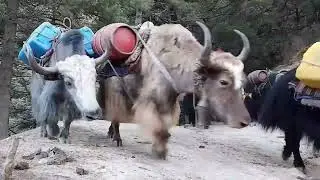 A yak caravan is&nbsp;a group of yaks, a type of cattle native to the Himalayan region