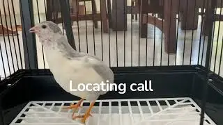 Button quail male sounds (mating call, locating call, feeder call)