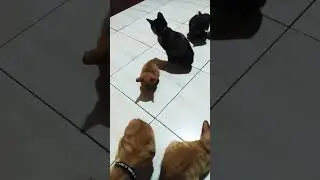 apaan cih🤗 #pets #funny #cute #cat #chatstory #ceritainspiratif #抖音舞蹈 #냥춘기 #douyin #trending