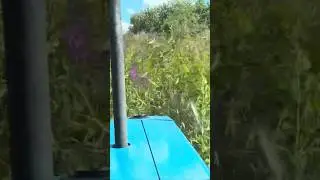 Extreme Bushhogging #farming #farm #agriculture #tractor #bushhog #dangerous #field #grass #farmer