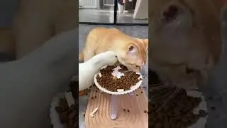 Cat Vs Duck eating cat food!