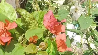 ASMR beautiful flower and plants in the garden for relaxsasi #plants #relaxing 