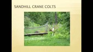 Sandhill Crane Nesting Ecology