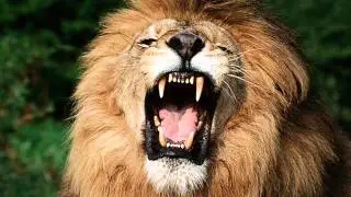 el  leon  pablo  vs  tate  3145423311  pablo records