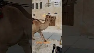 Traditional Camel Parade in Souq Al Wakra 🇶🇦
