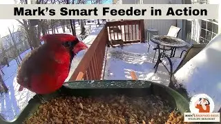 Mark's Smart Feeder