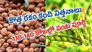 కొత్త రకం కంది విత్తనాలు|| New verity of Redgram seed || Mana Kisan ( మన రైతు)