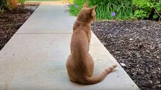 CUTE CAT RESCUE touching cat recovery story #FunnyCatsVideos