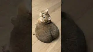The Secret Power of Cats 😮