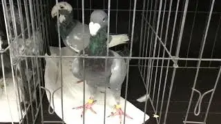 German Beauty Homers for sale at Central Jersey Variety Pigeon Club Show