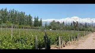 Los Viñedos en Mendoza, Argentina  Parte 1