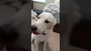 idk what to title this 🫠 #dogs #dogshorts #pets #welovedogs