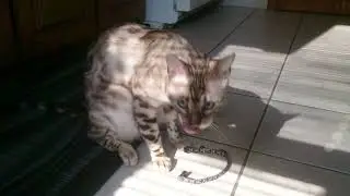 Cat Takes Off His Own Collar