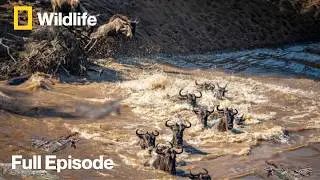 Wildebeest Crossing Crocodile Attack | Africa&rsquo;s Great Migration Documentary