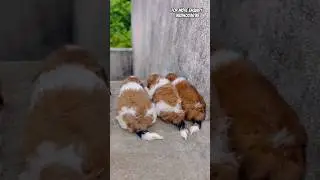 Low price shih tzu puppies for sale #shorts #short #trending
