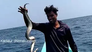 Fisherman's playing with sea snakes &tuna fish | amazing fishing in india|