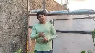 Dia de colher mamão com  sócio #mamão #calopsita #birds @receitasfaceismeusertao @EvanilsondoSertão 