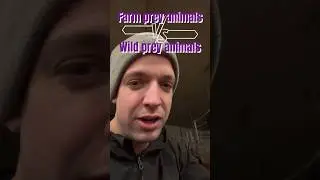 Farmed prey animals have it better #moraleats #animalwelfare #ethicallysourced