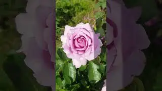 Лав Сонг, первое цветение🥰 #rose #flowers #music #song #роза #garden #лето