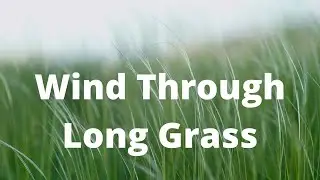 Wind through Long Grass Sound Effect - Gentle Breeze