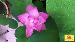 THE MOST BEAUTIFUL LOTUS FLOWERS GROWN AT HOME !!! ASTONISHING BEAUTY OF LOTUS FLOWERS OF 2021 !