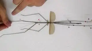 Pinning a giant stick insect (Phobaeticus sp)