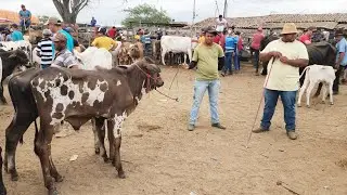 GADO DE LUXO SÓ EM CACHOEIRINHA-PE  19-12-2024 #nordeste