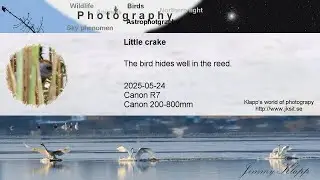 Little crake / Mindre sumph&ouml;na