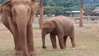🐘 Volunteering at the Elephant Nature Park | Kinder Elephant Encounters | Tourism and Travel