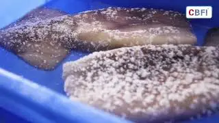 CBFI IQF/ Tunnel Freezer in client's seafood processing factory