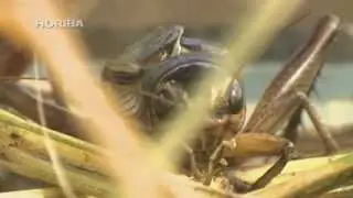 cricket