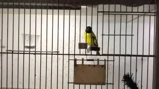 Hooded Siskin,  Carduelis Magellanica, Magellanzeisig beautiful Song HD Quality !!!