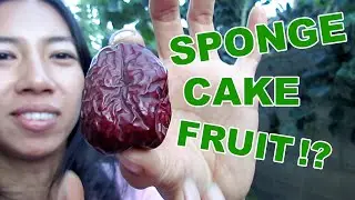 How To Pick Best Jujubes