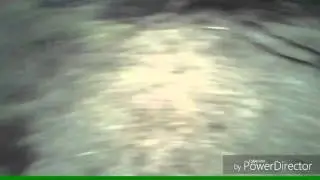 How to teach a dog to jump on a tree