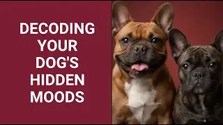Dog Body Language Explained: What Your Dog Is Really Saying
