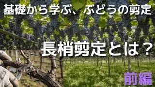 基礎から学ぶ、ぶどうの剪定「長梢剪定とは？」〜前編〜