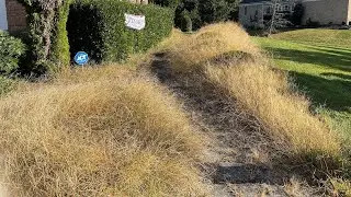 Spring yard cleanup! 🌳🍀🌿🌳🌞⭐️See the transformation of this property