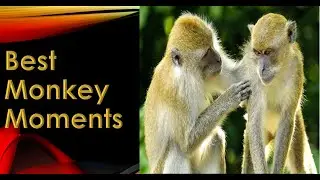 Best monkey Moments/Monkey Video 2021/Monkey Life/Funny Monkey Video