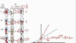 Inhibición Competitiva y Cálculo  de la Ki