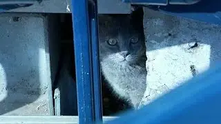 Cat lies underneath the PNC Park stands