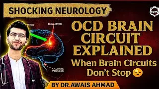 OCD Explained: Why Your Brain Can&rsquo;t Stop Overthinking 😰 | Neuroanatomical theory of OCD disease😷 