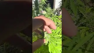 Panama X Honduras from Ace seeds just got pollinated with lemon tree freakshow