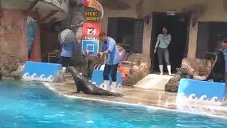 🇹🇭🏋️ Weight 🐧🐧🏋️&zwj;♂️ lifting Walrus Show Safari world Bangkok Thailand 🇹🇭
