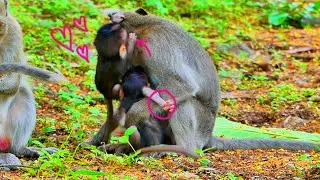 Hugs full option...When baby monkey ARYAN baby monkey MANYA hugs with monkey ARY like that.