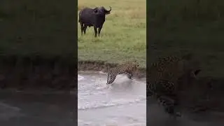 A tense standoff at the water&rsquo;s edge &mdash; when prey refuses to surrender and nature shifts the balance.