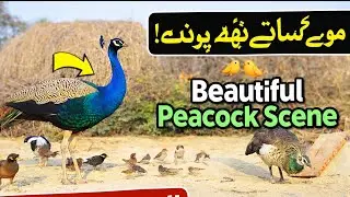 pakthar786 is live peacock beautiful Bird 🕊️🐦